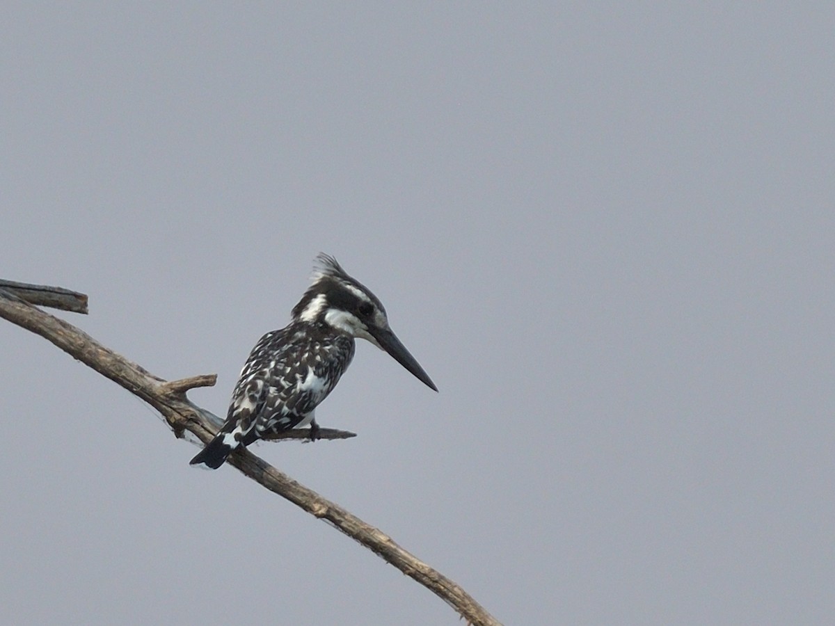 rybařík jižní - ML643039418