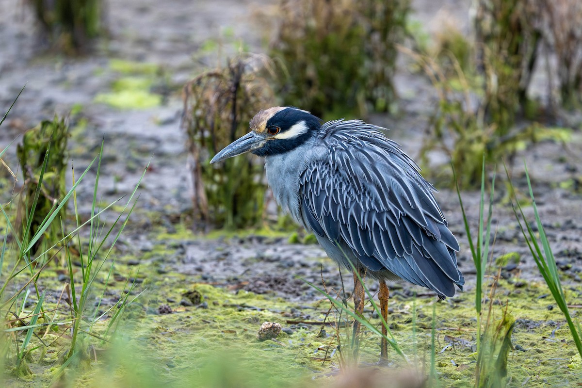 Yellow-crowned Night Heron - ML643039420