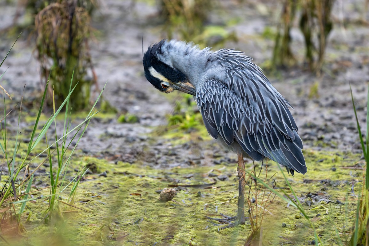 Yellow-crowned Night Heron - ML643039421