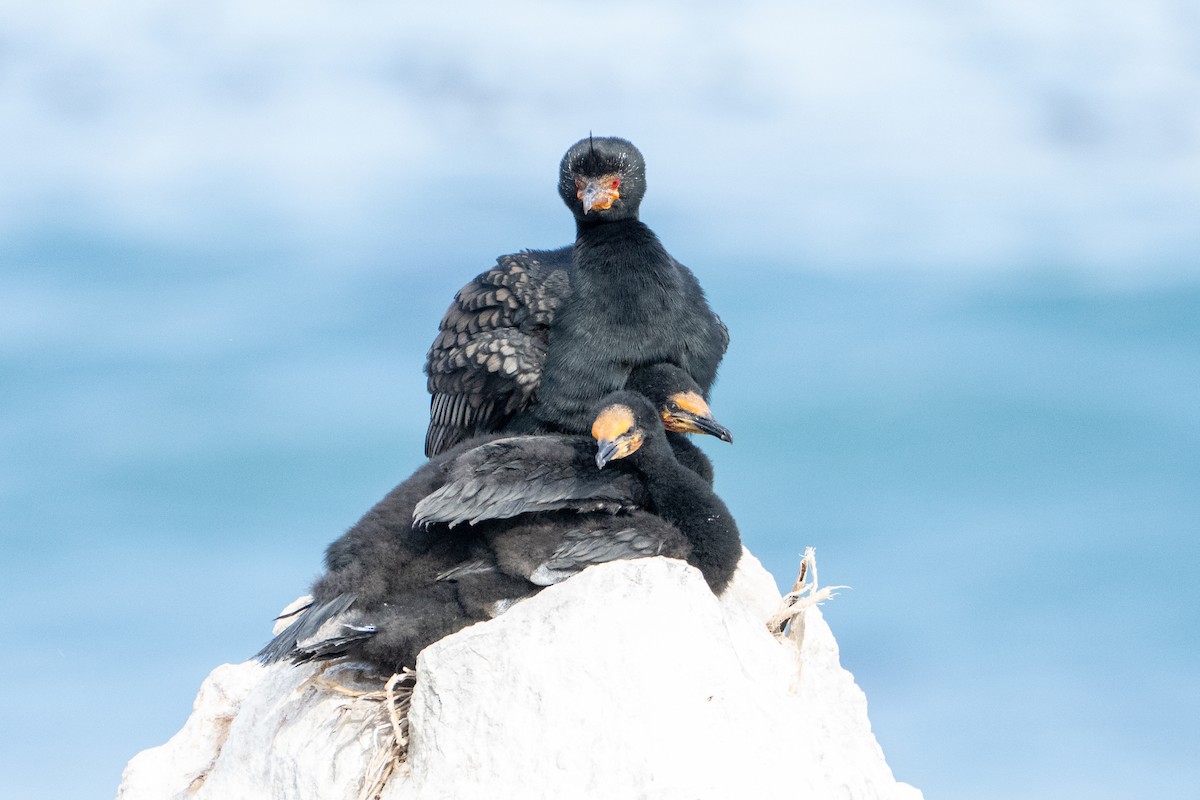 Crowned Cormorant - ML643039428