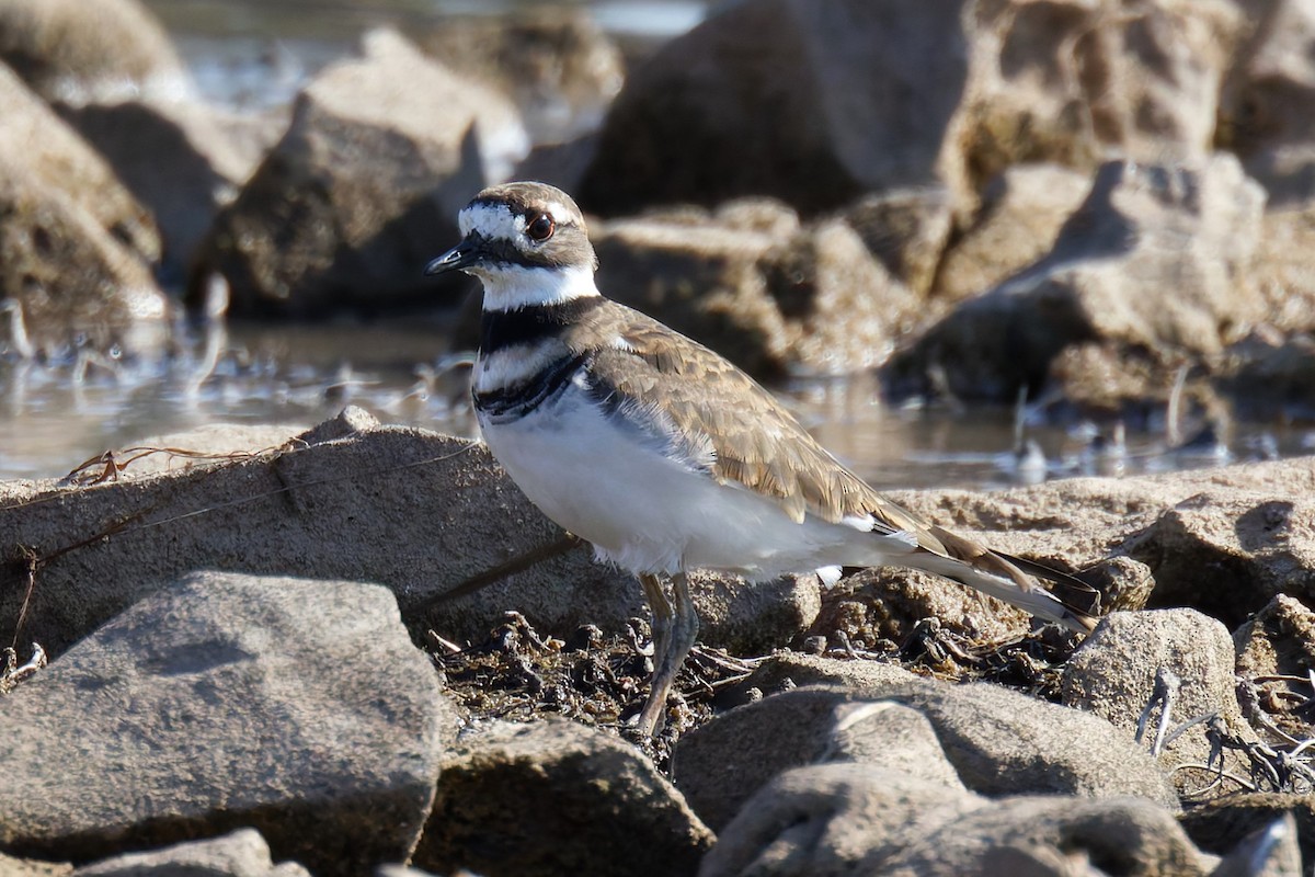 Killdeer - ML643039448