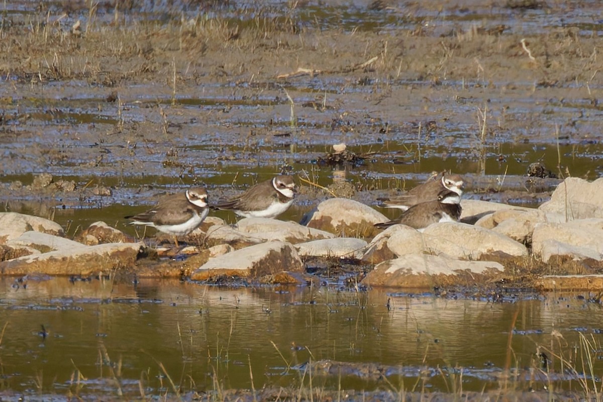 Semipalmated Plover - ML643039480
