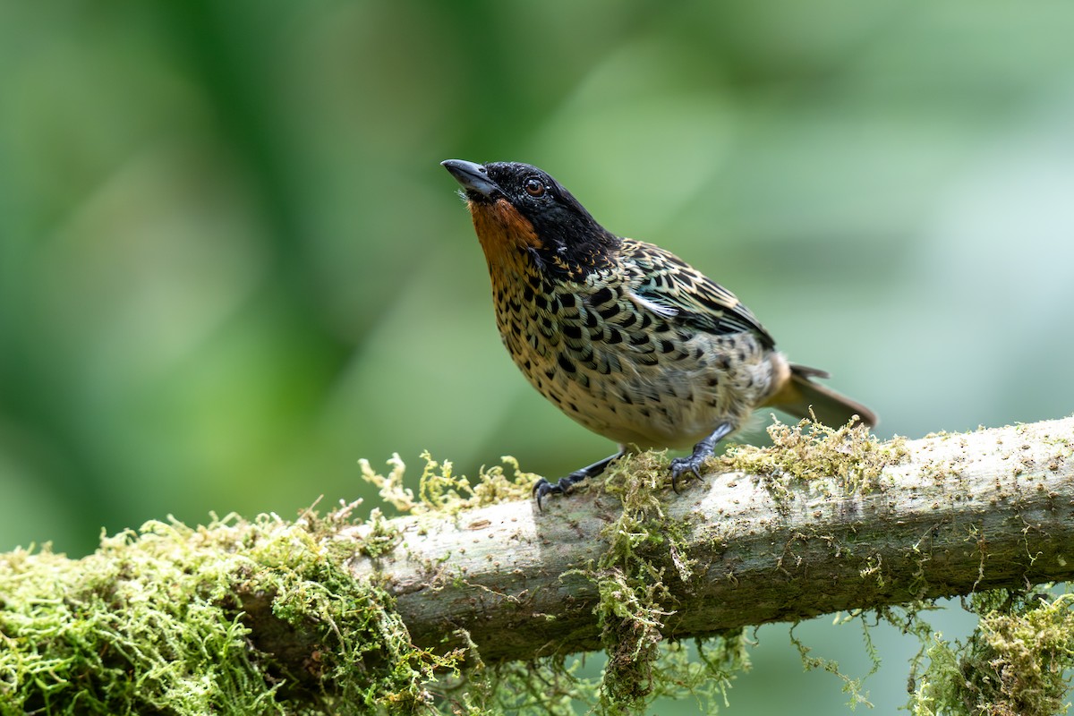 ノドアカフウキンチョウ - ML643039483