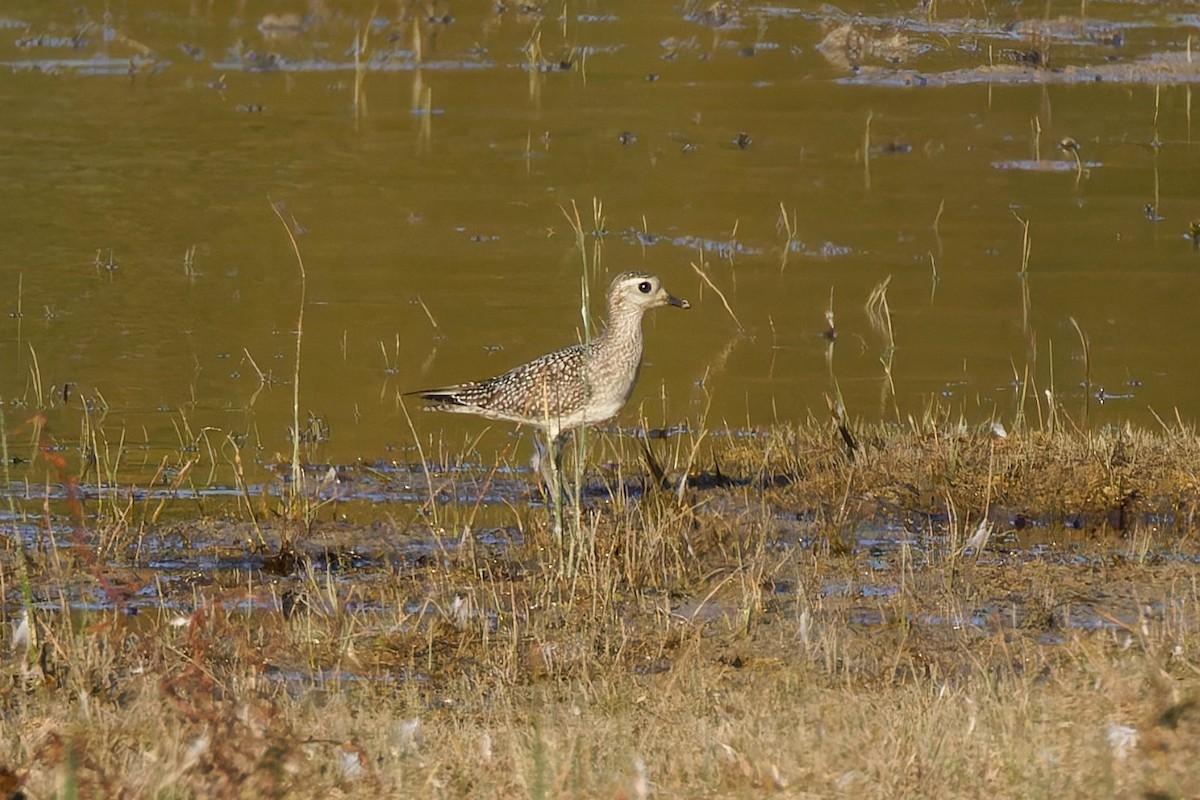 American Golden-Plover - ML643039484
