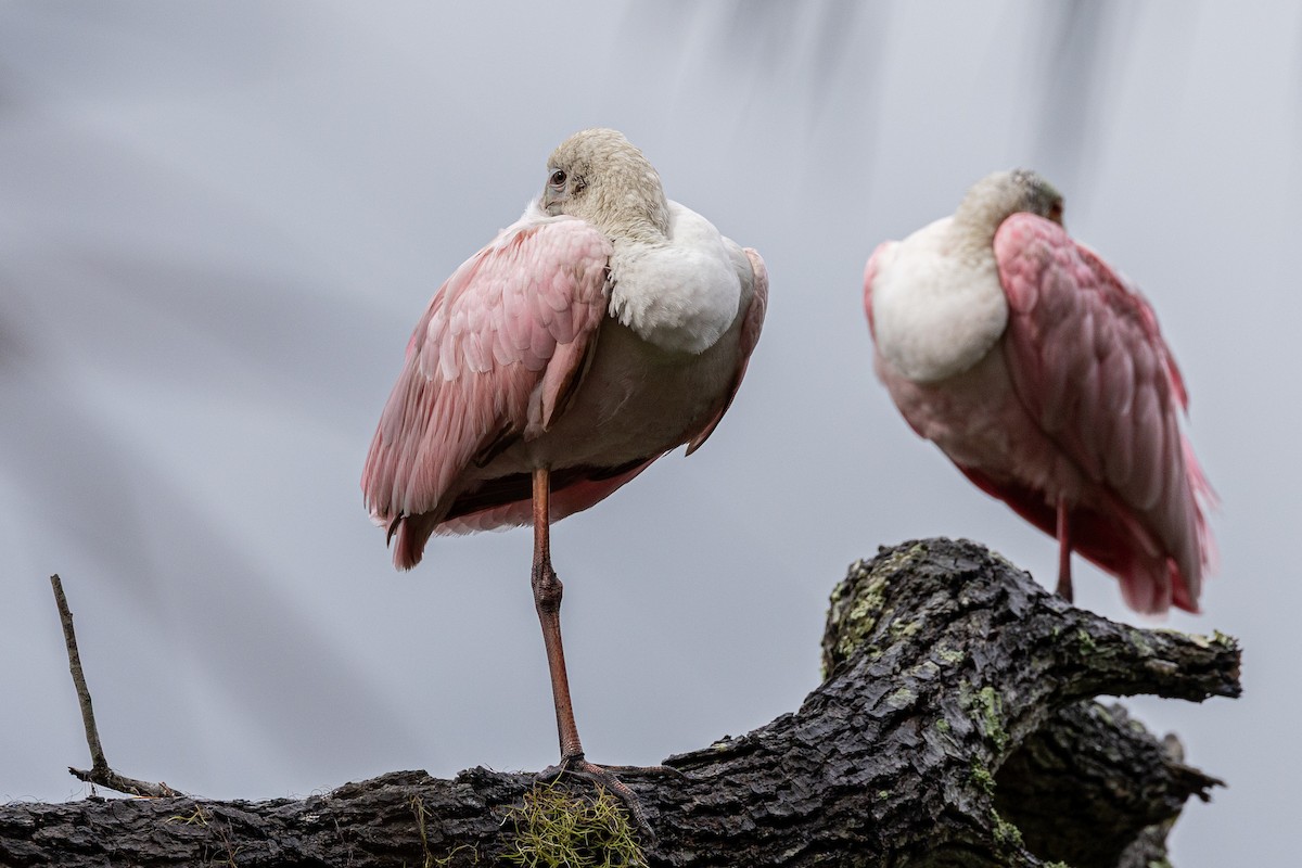 Roseate Spoonbill - ML643039486