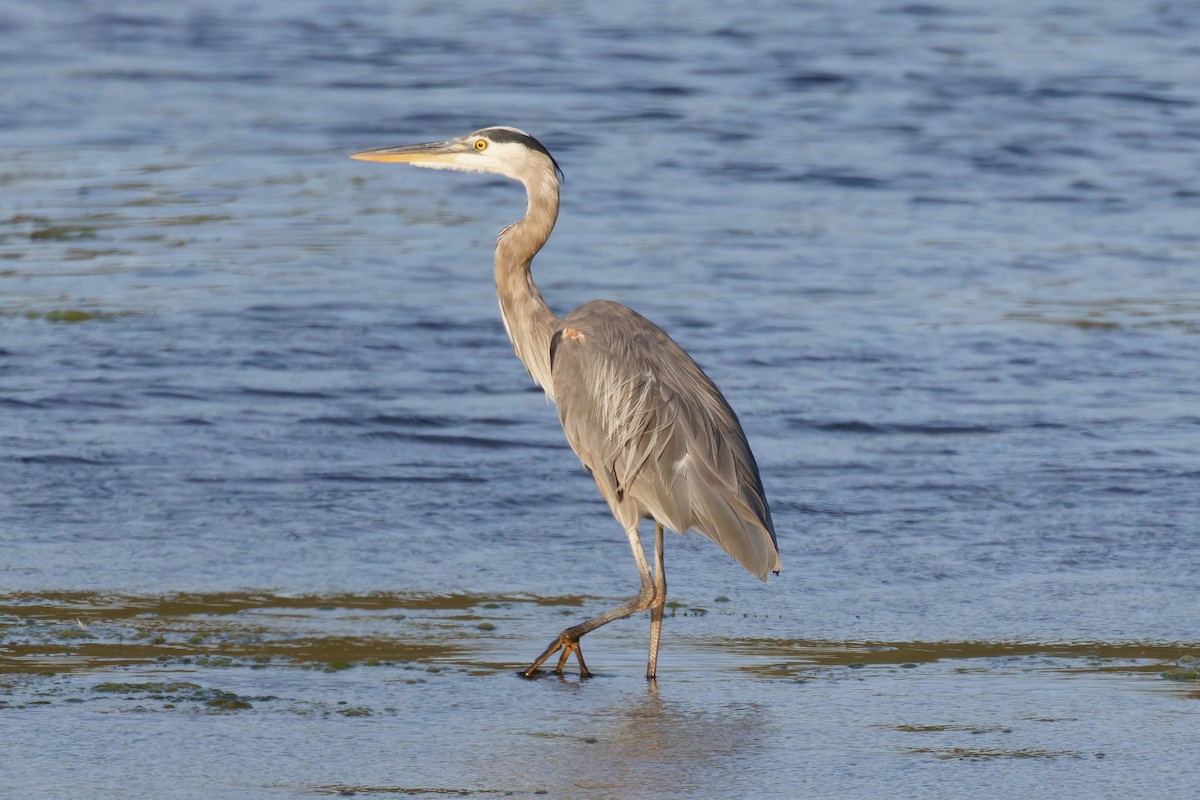 Great Blue Heron - ML643039492