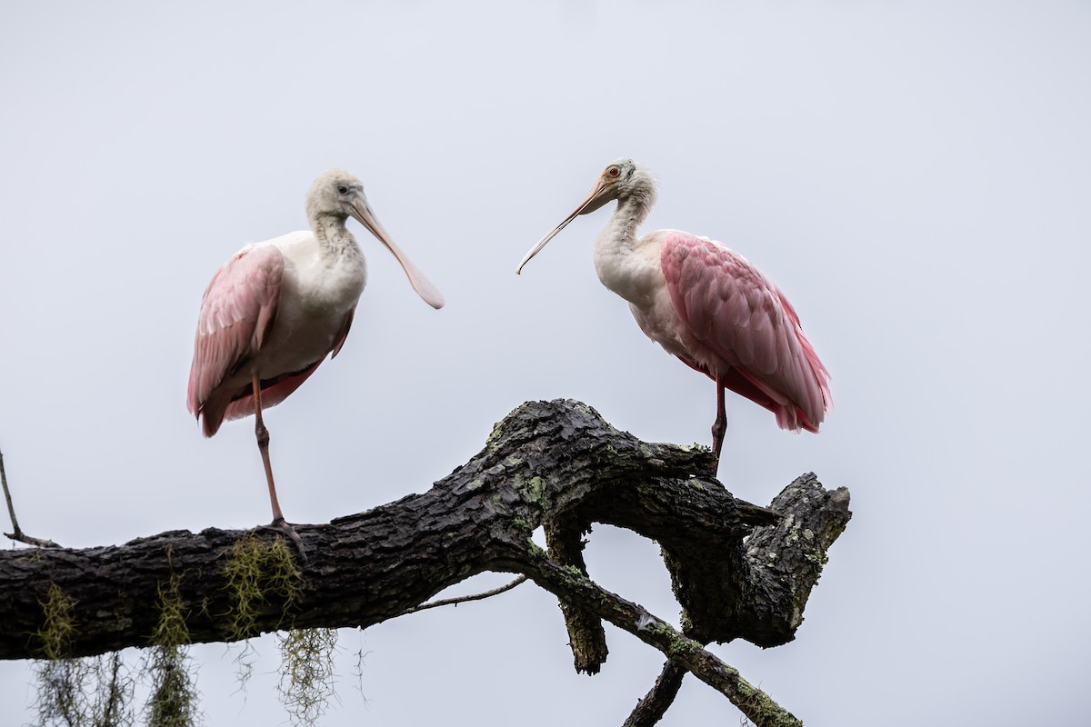 Roseate Spoonbill - ML643039499