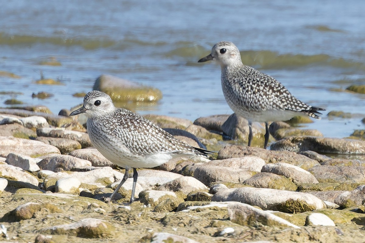 灰斑鴴 - ML643039501