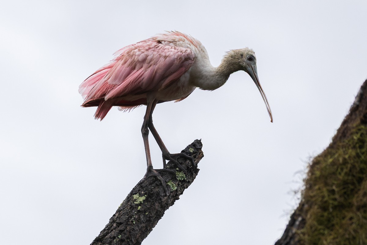 Roseate Spoonbill - ML643039507