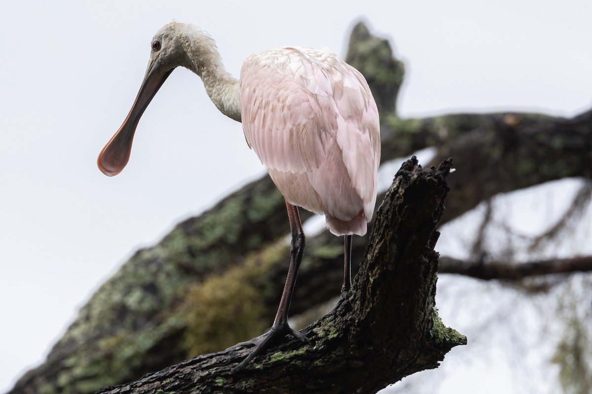 Roseate Spoonbill - ML643039508