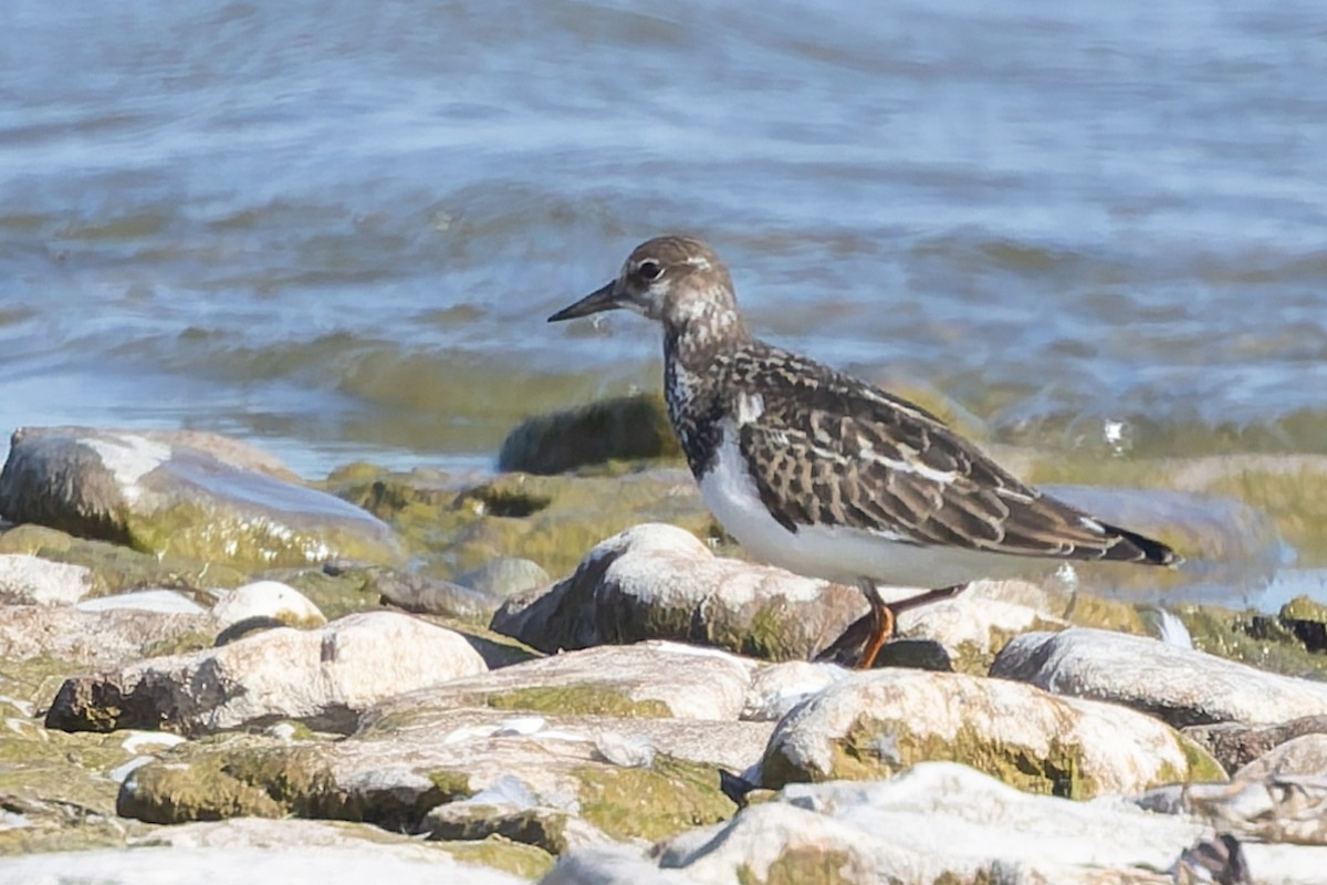 翻石鷸 - ML643039509