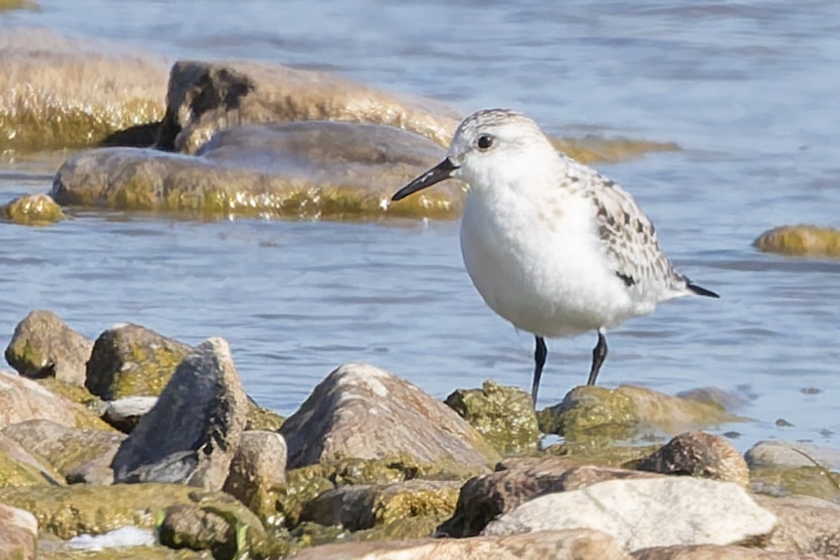 三趾濱鷸 - ML643039518