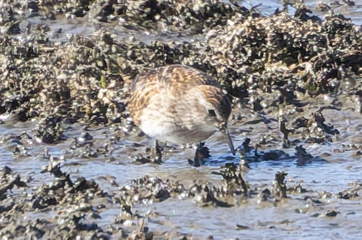 Least Sandpiper - ML643039528
