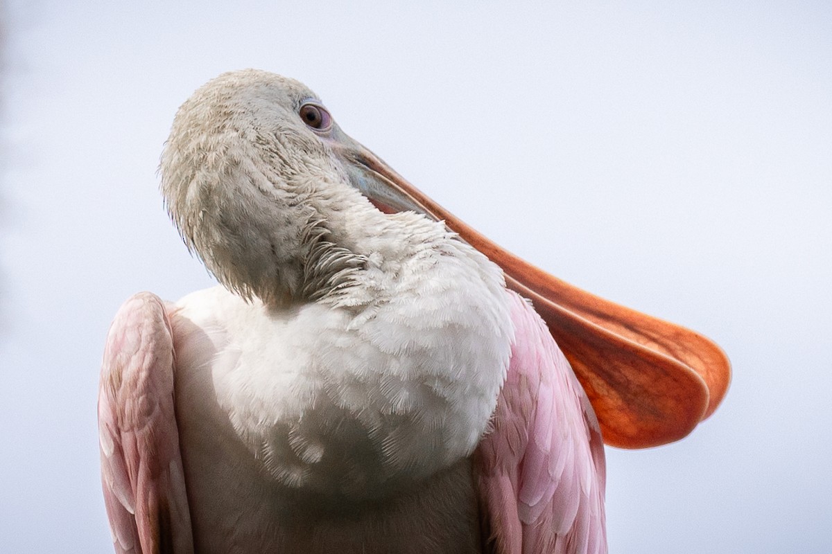 Roseate Spoonbill - ML643039529