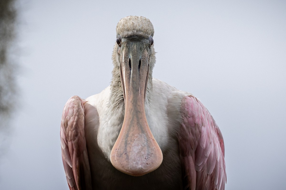 Roseate Spoonbill - ML643039530