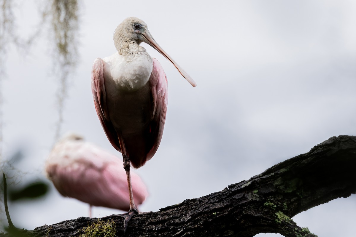 Roseate Spoonbill - ML643039531
