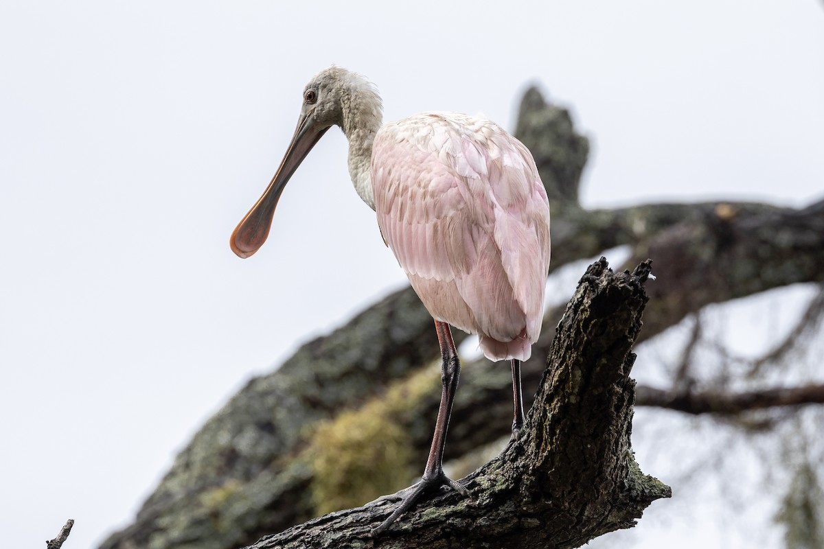 Roseate Spoonbill - ML643039532