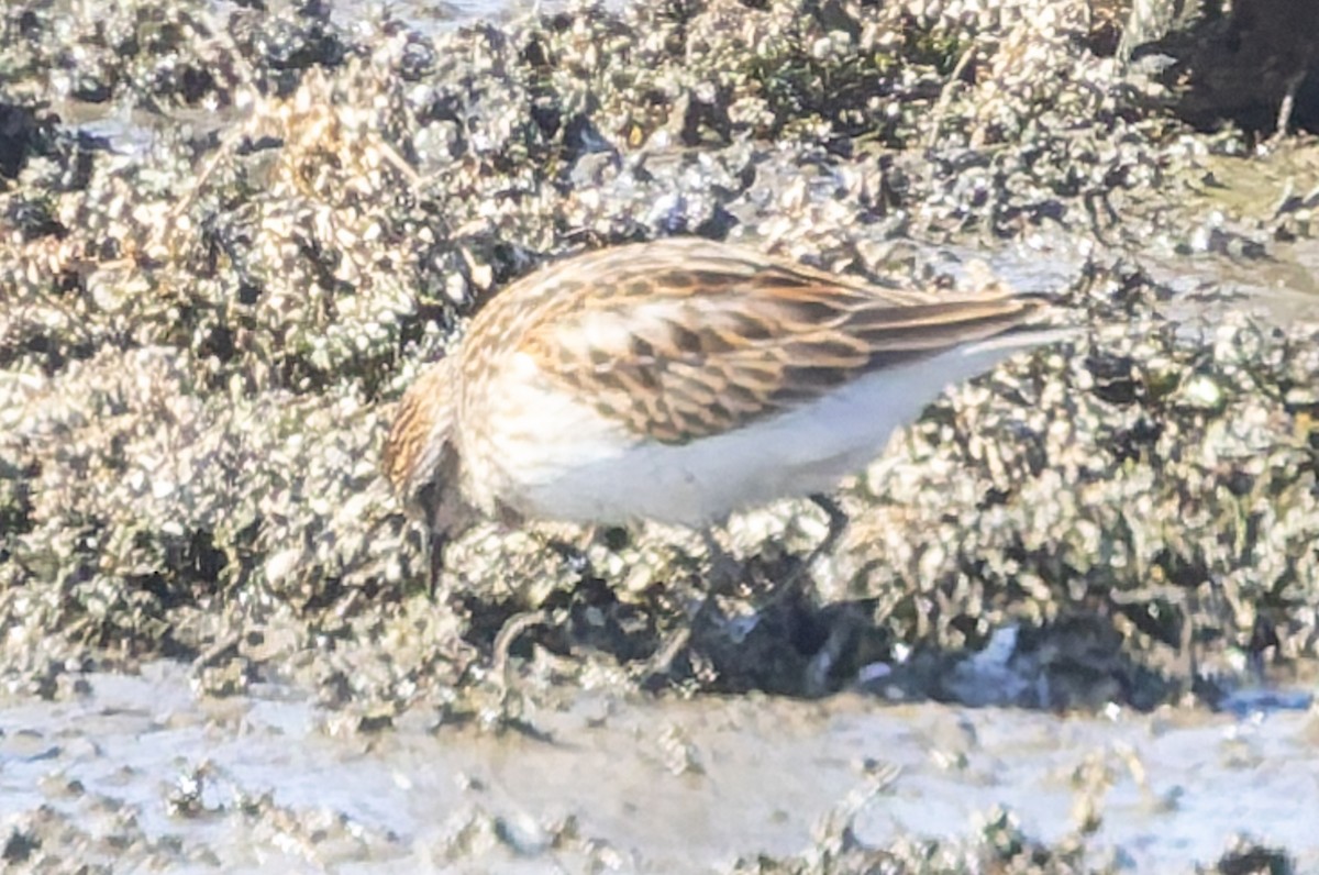 Least Sandpiper - ML643039535