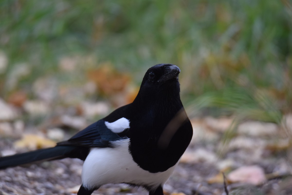 Black-billed Magpie - ML643039536