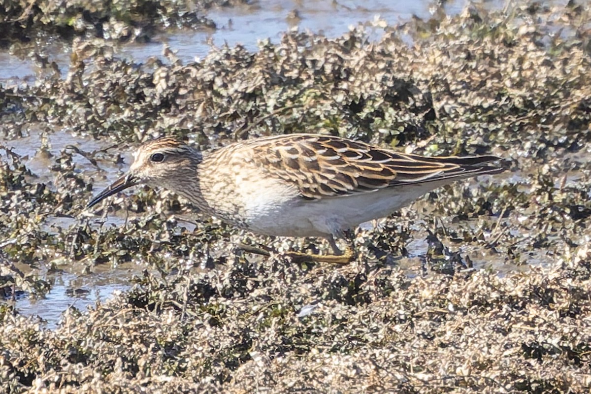 美洲尖尾濱鷸 - ML643039537