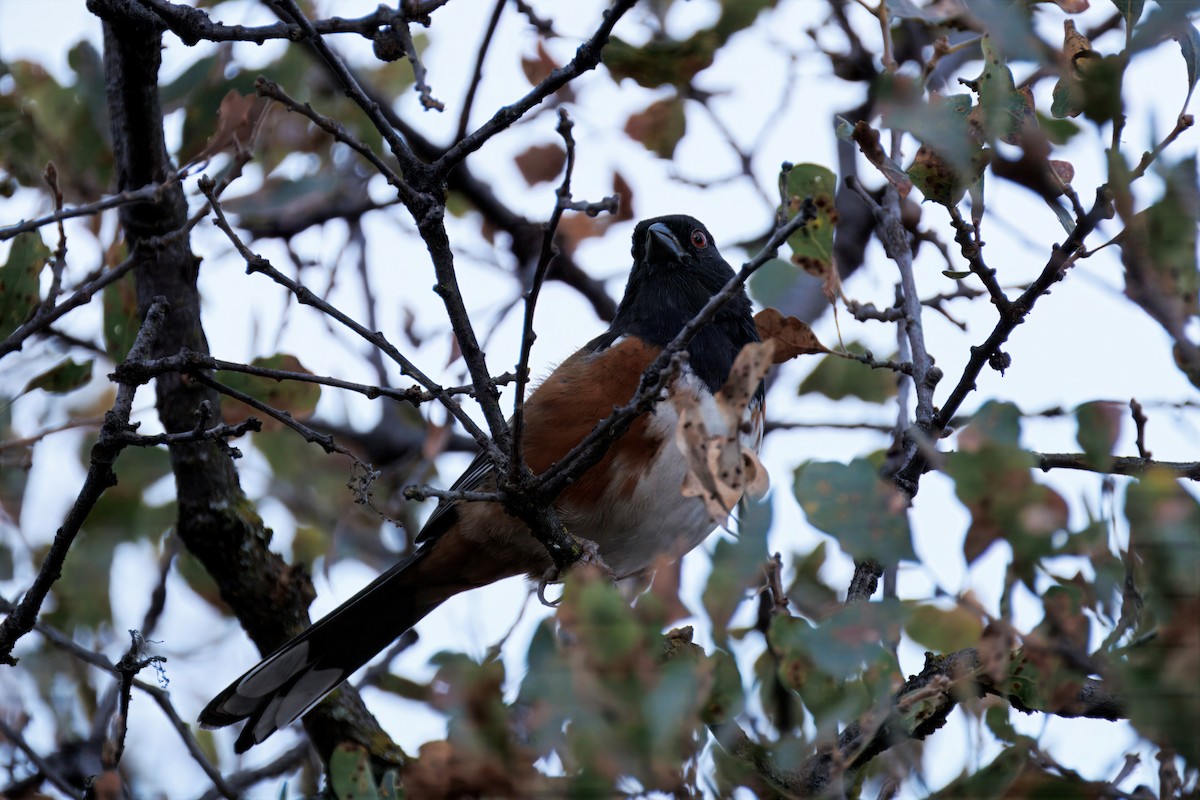 Spotted Towhee - ML643039541