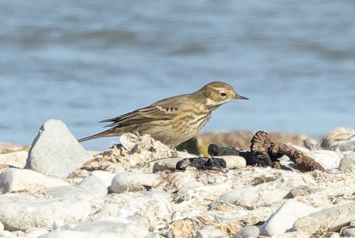 American Pipit - ML643039546
