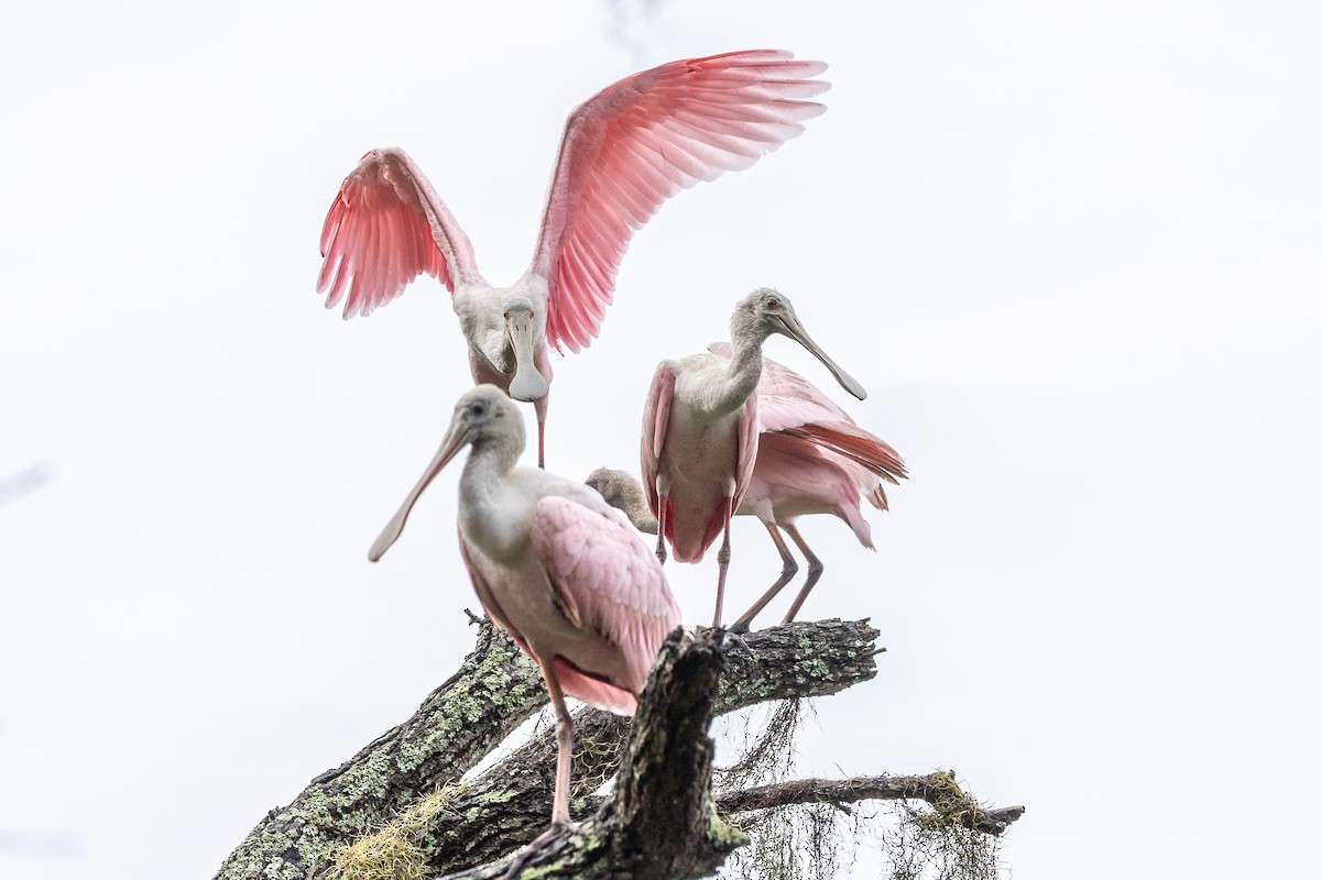 Roseate Spoonbill - ML643039555