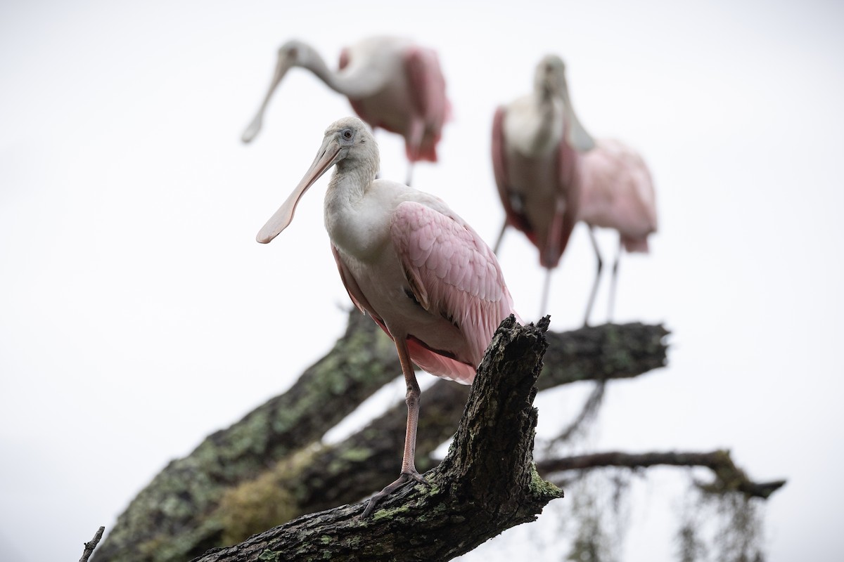 Roseate Spoonbill - ML643039556