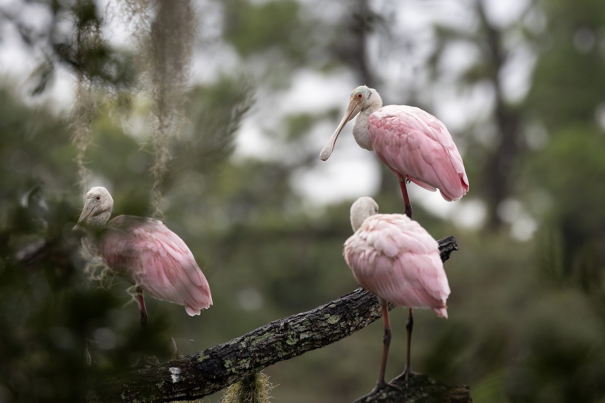 Roseate Spoonbill - ML643039557