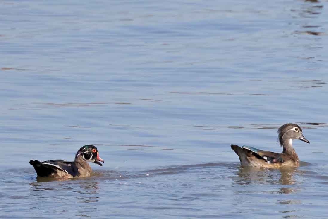 Wood Duck - ML643039592