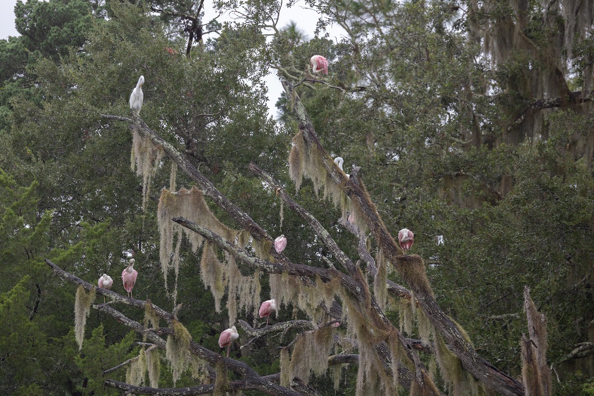 Roseate Spoonbill - ML643039625