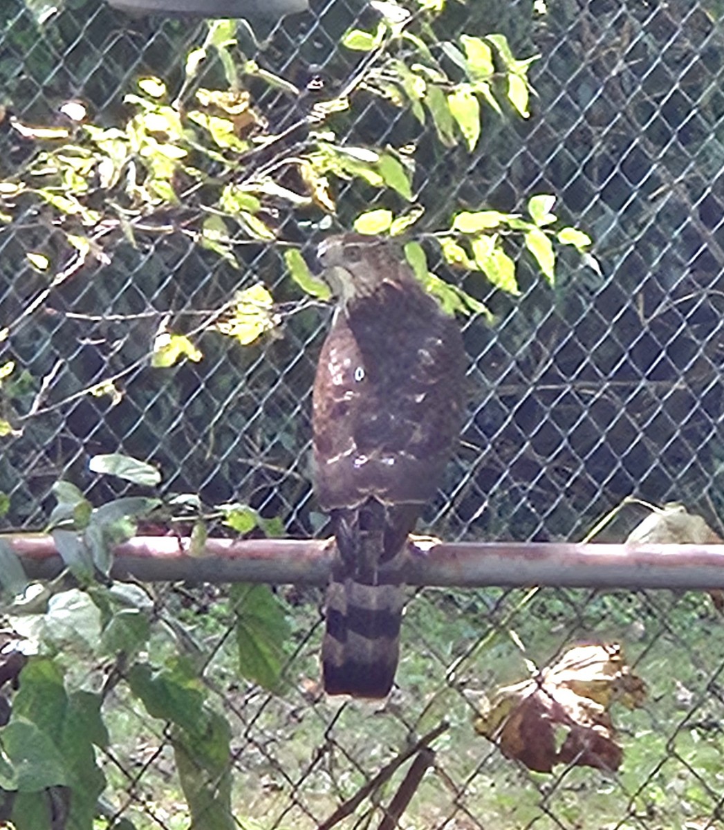 Cooper's Hawk - ML643039628
