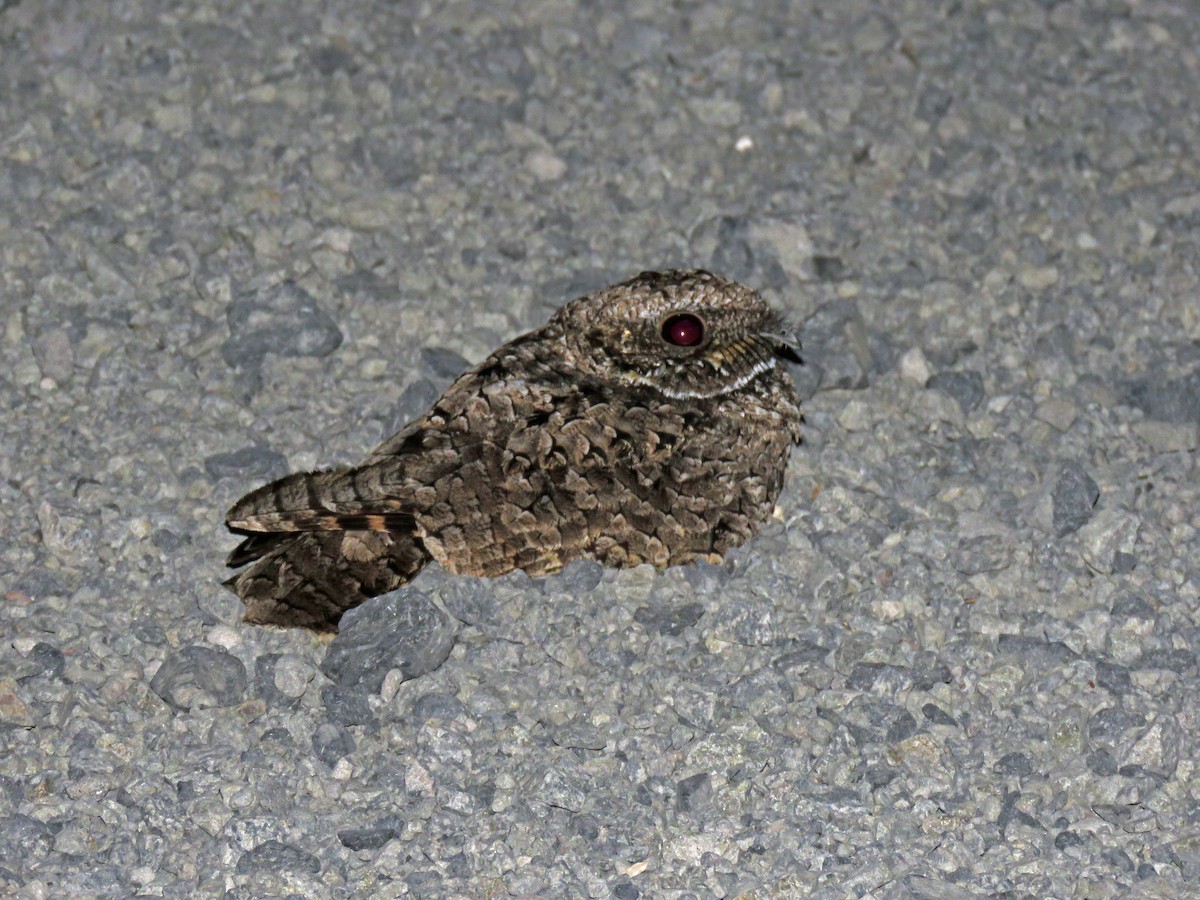 lelek americký - ML643039645