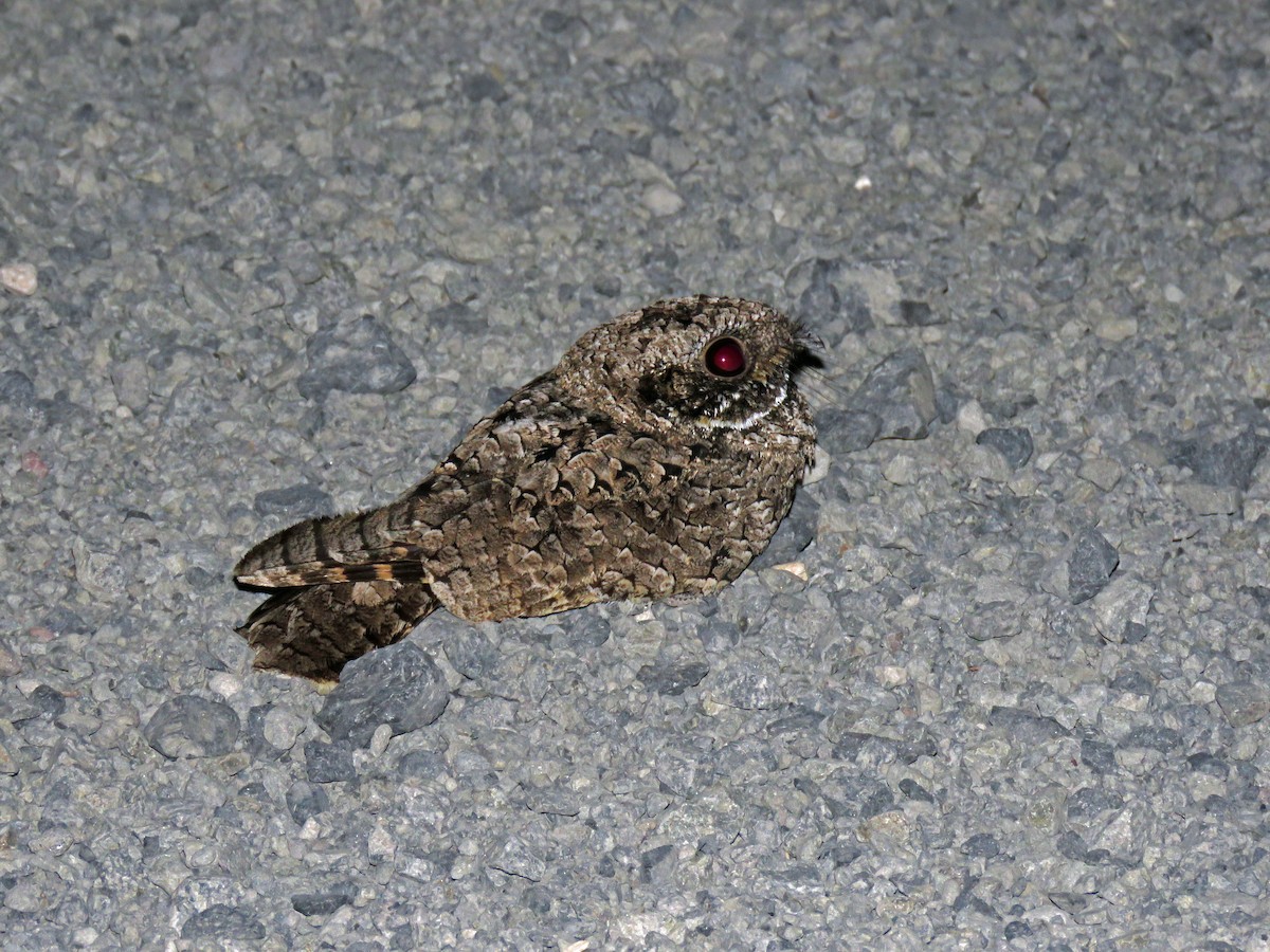lelek americký - ML643039646