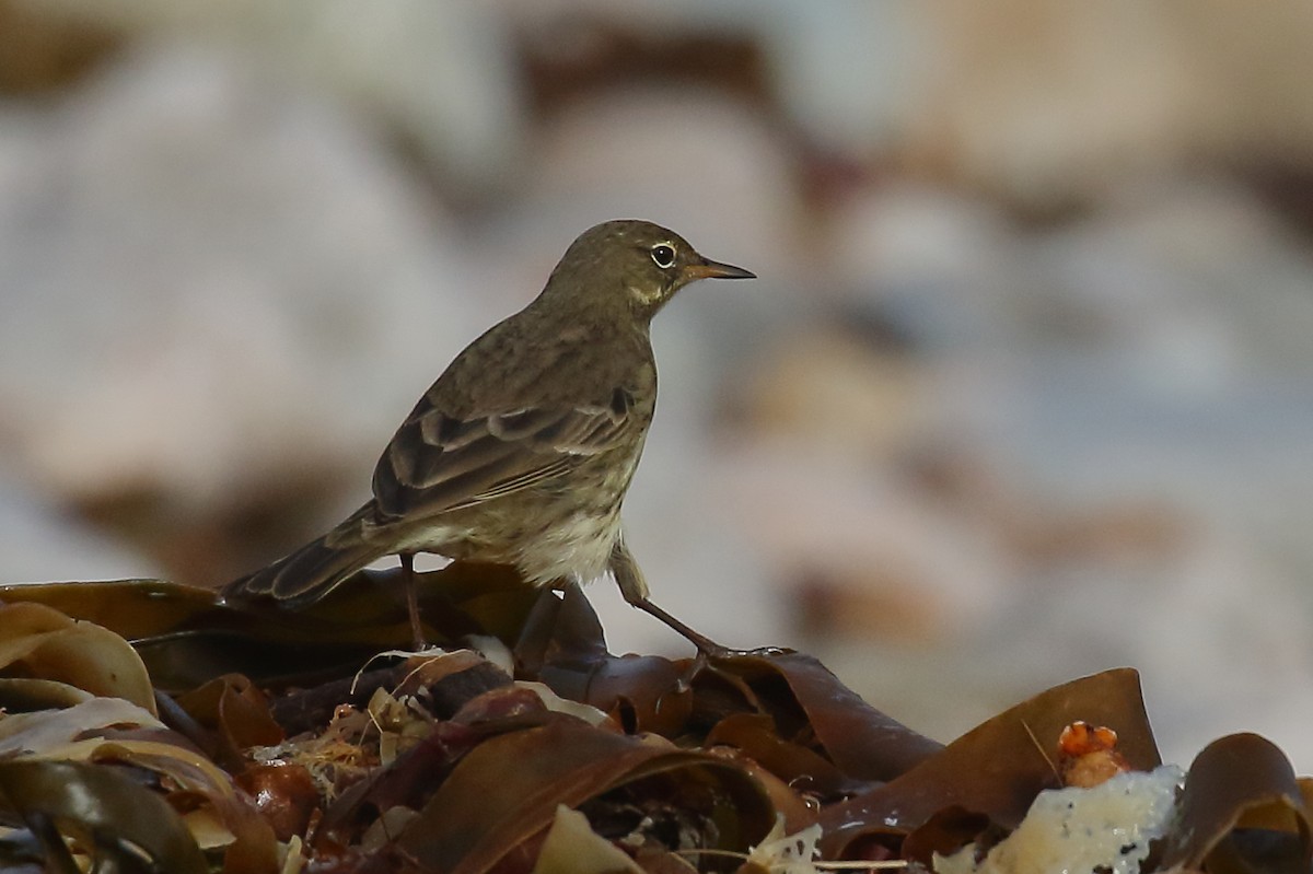 Pipit maritime - ML643039653