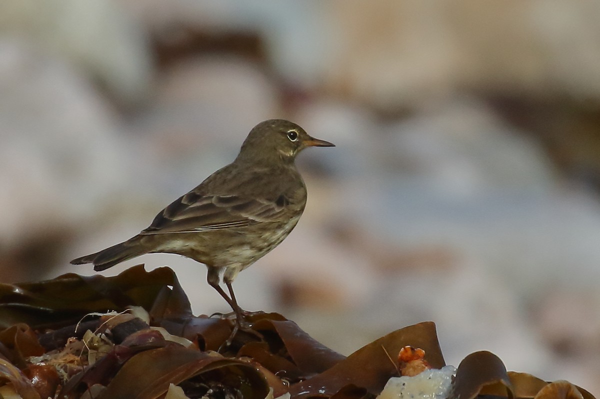 Pipit maritime - ML643039654