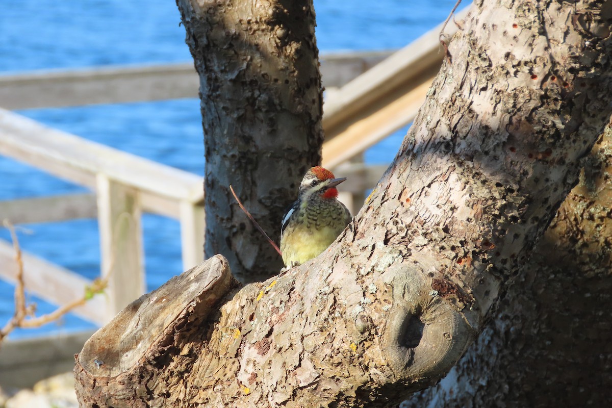 Yellow-bellied Sapsucker - ML643039659