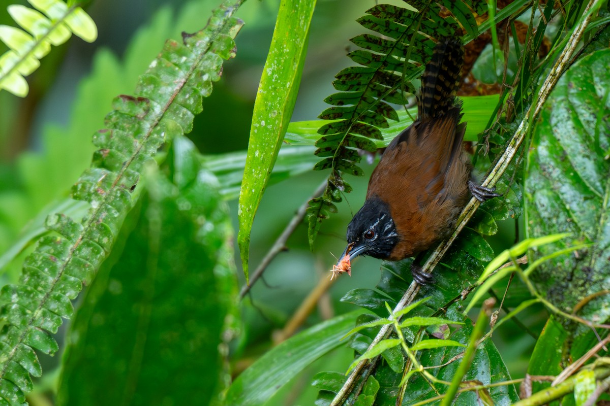 Gray-breasted Wood-Wren - ML643039660