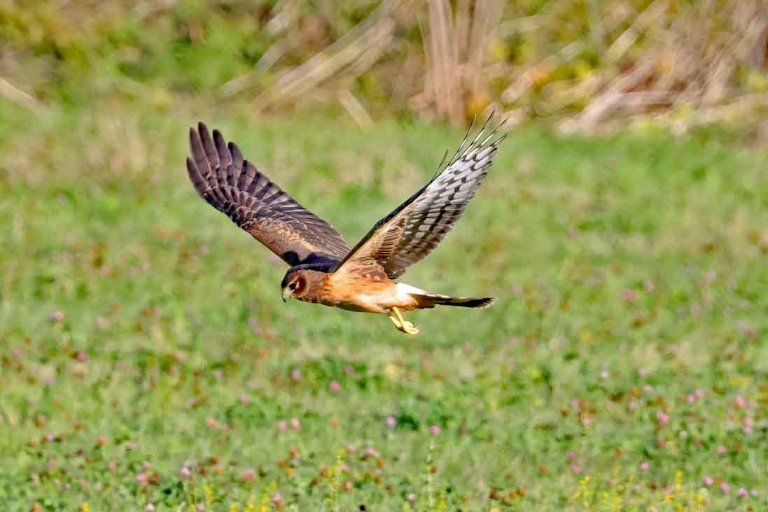 Northern Harrier - ML643039663