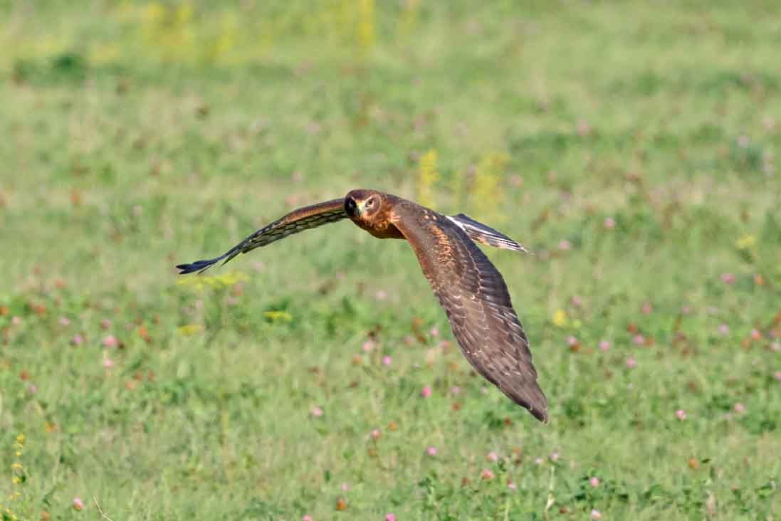 Northern Harrier - ML643039664