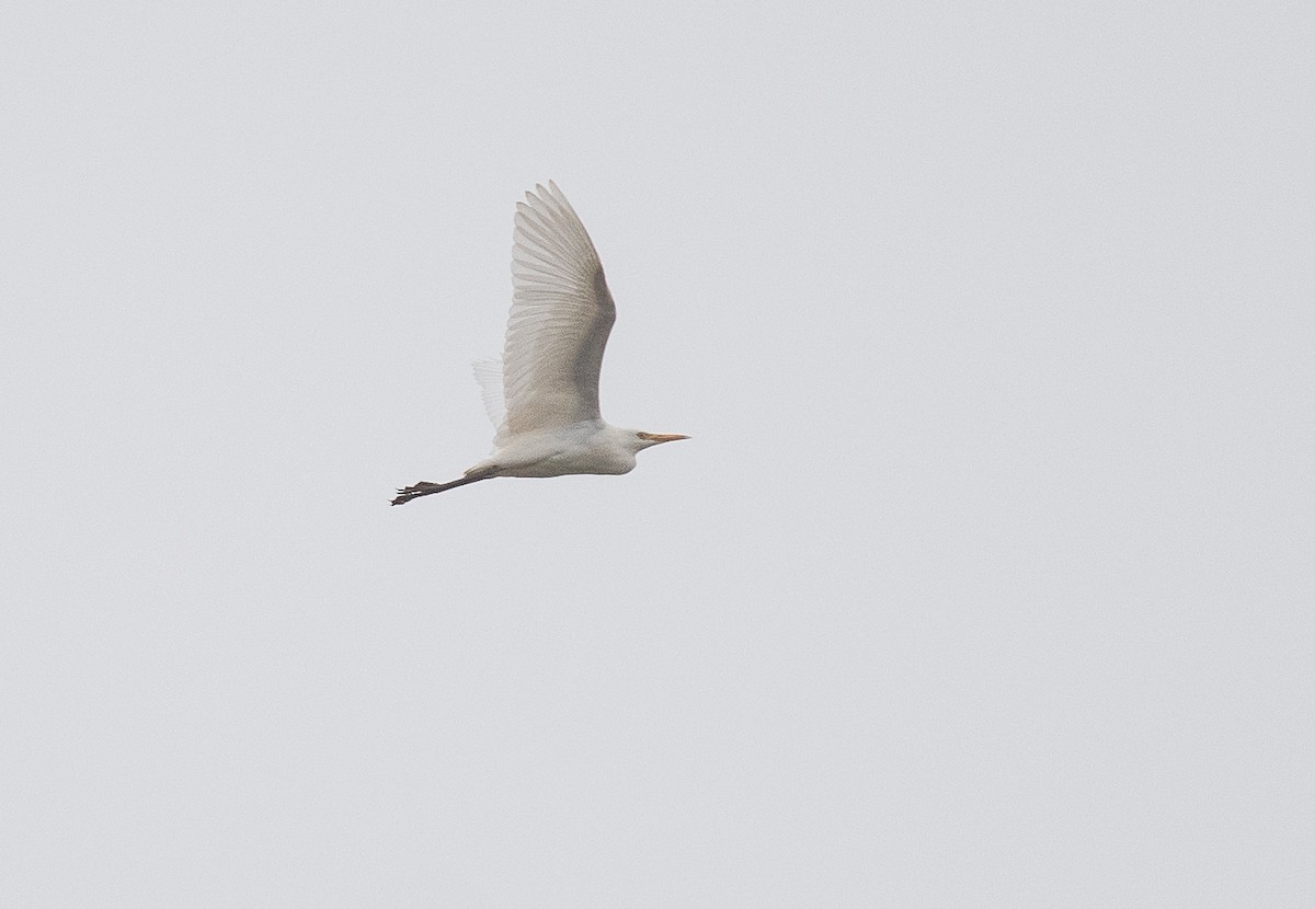 ニシアマサギ - ML643039669