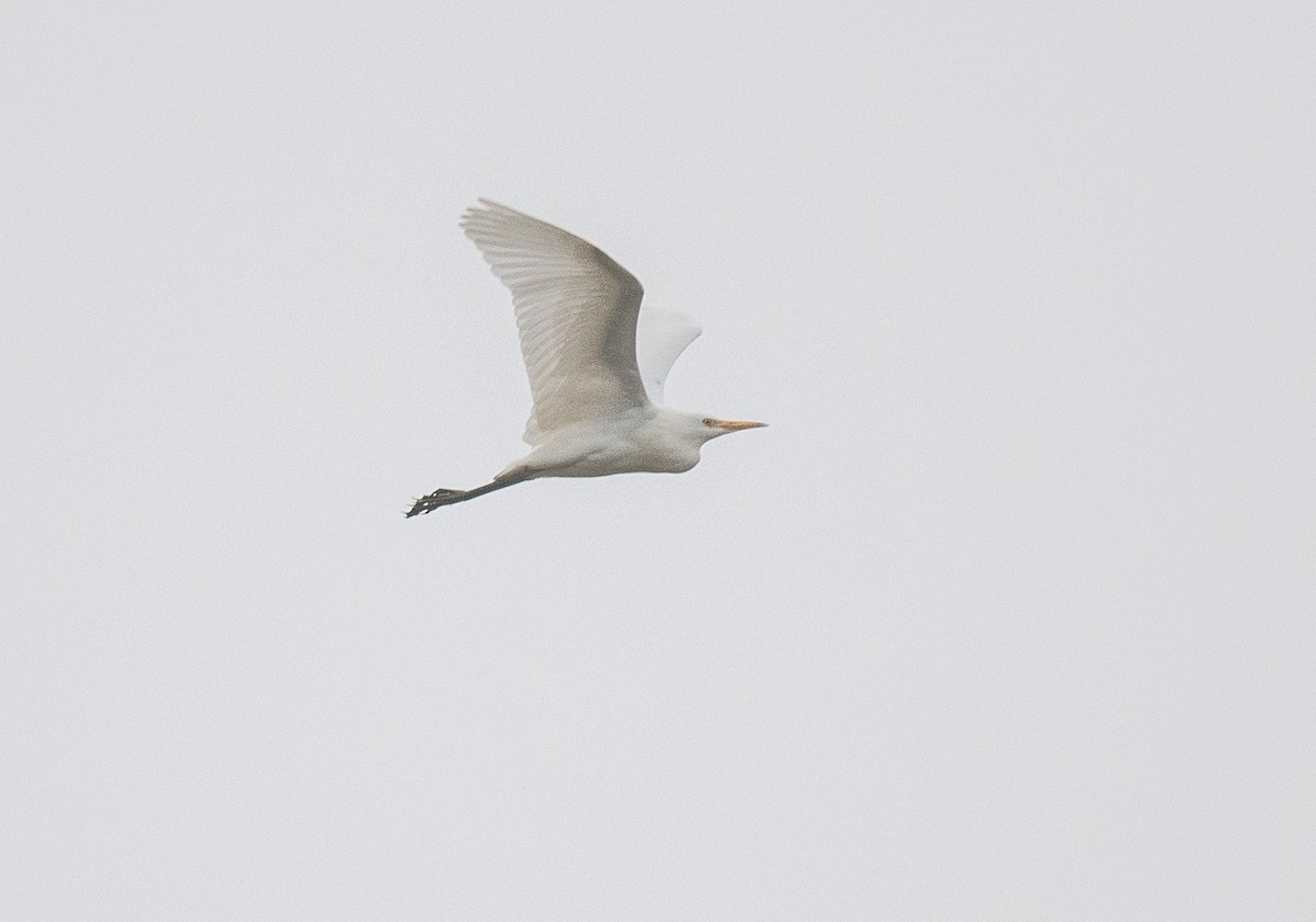 ニシアマサギ - ML643039670