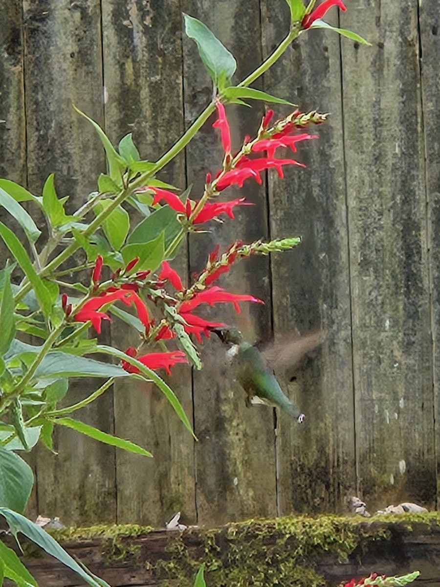 Ruby-throated Hummingbird - ML643039671