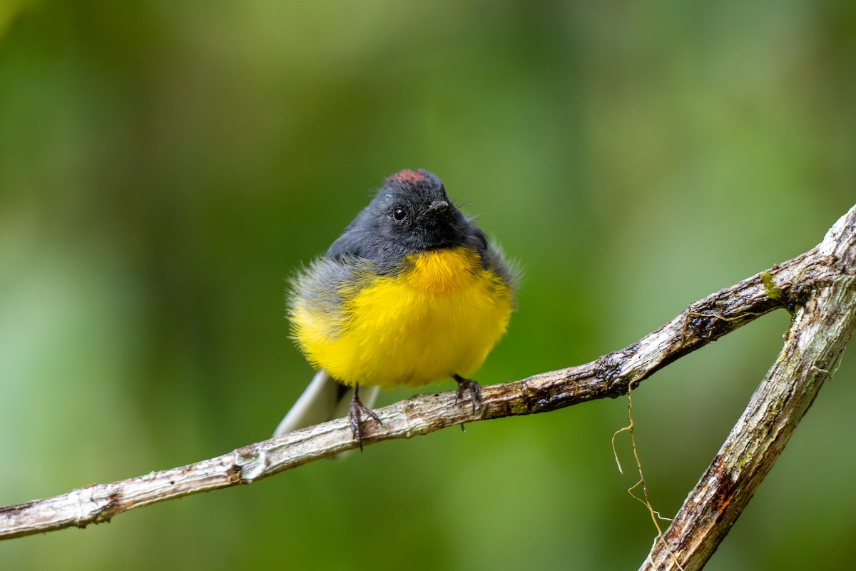 Slate-throated Redstart - ML643039672