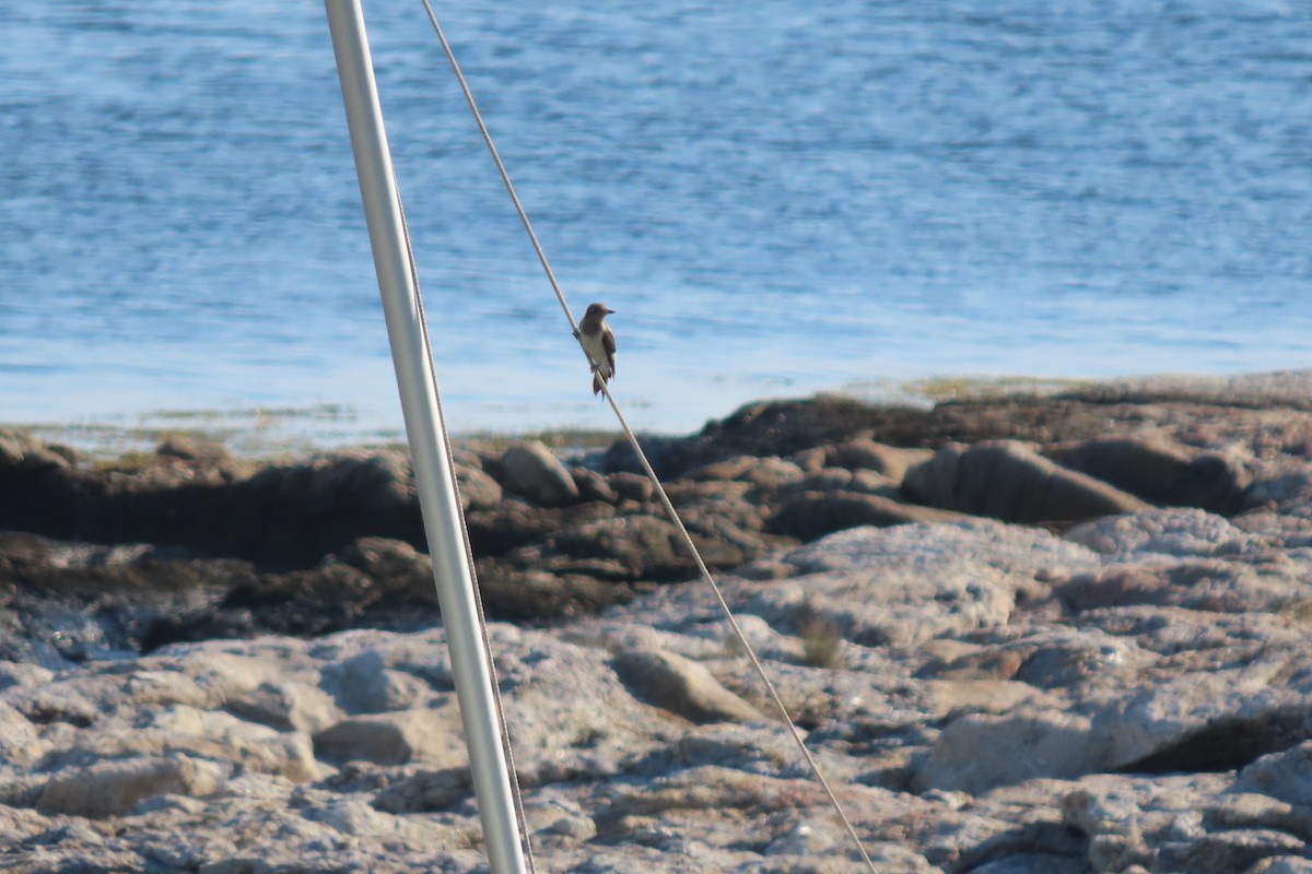 Red-headed Woodpecker - ML643039674