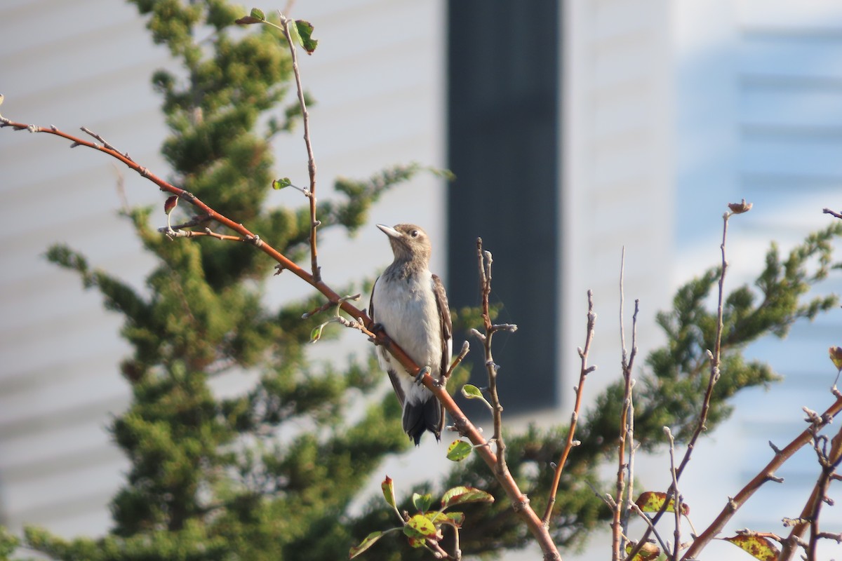 Red-headed Woodpecker - ML643039675