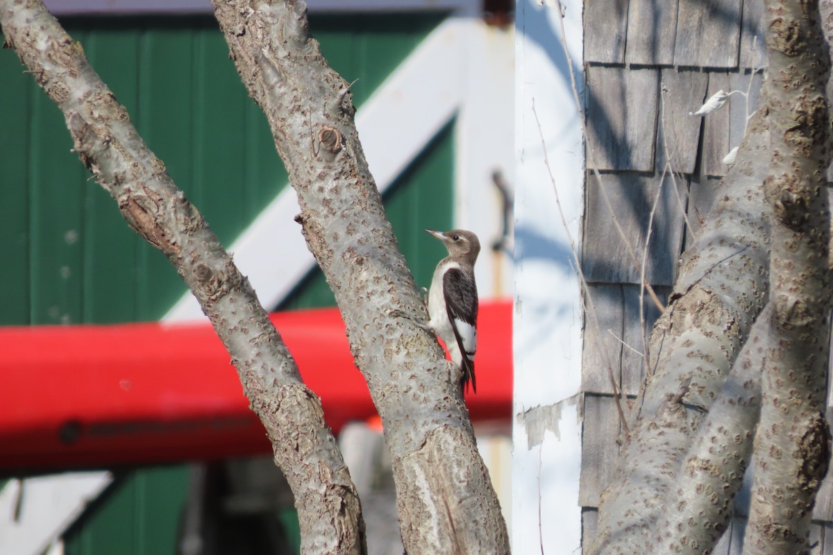 Red-headed Woodpecker - ML643039676