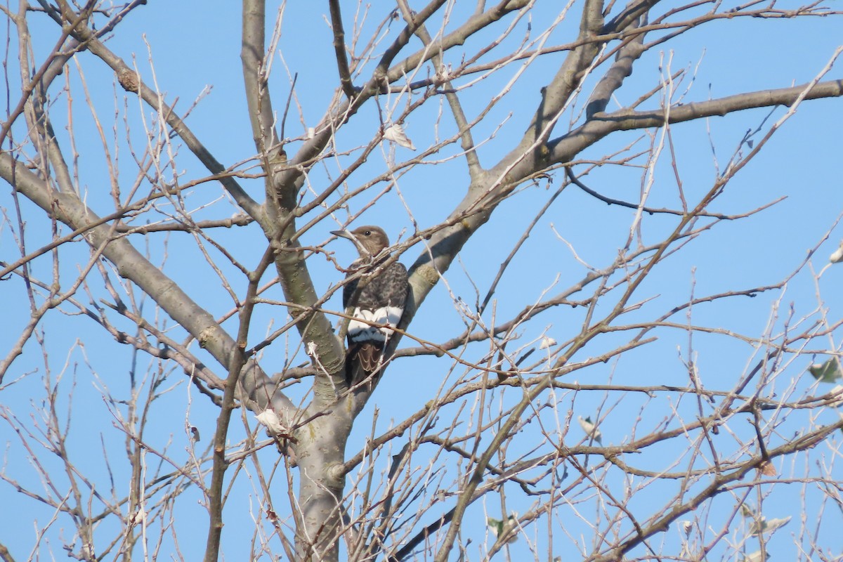 Red-headed Woodpecker - ML643039677
