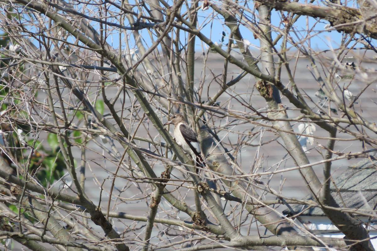 Red-headed Woodpecker - ML643039679