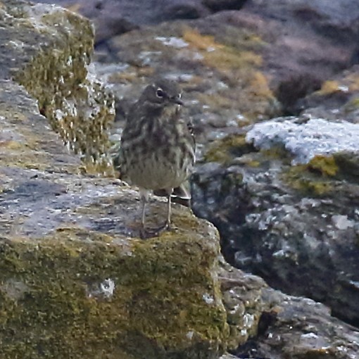 Pipit maritime - ML643039682